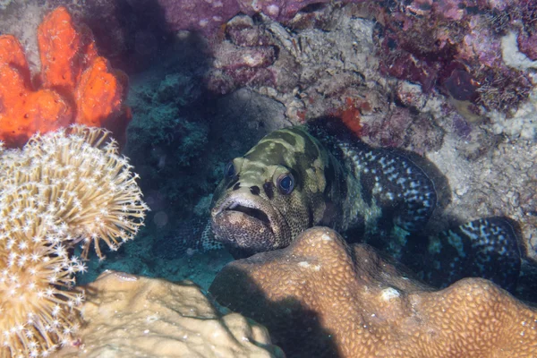 En grouper närbild porträtt i raja ampat papua, Indonesien — Stockfoto