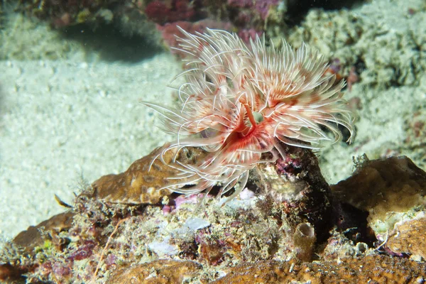 Ceriantus 水下海红色和白色花朵的蠕虫在巴布亚 — 图库照片