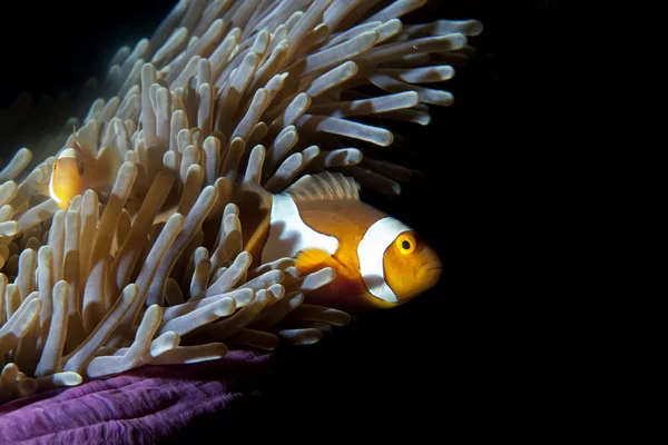 Clown vis in anemone op zwarte achtergrond — Stockfoto