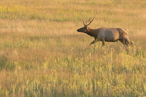 A deer in the sunset gold sun — Stock Photo, Image