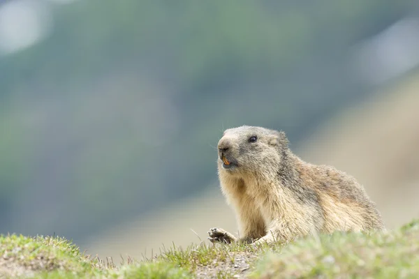 Isoliertes Murmeltier — Stockfoto