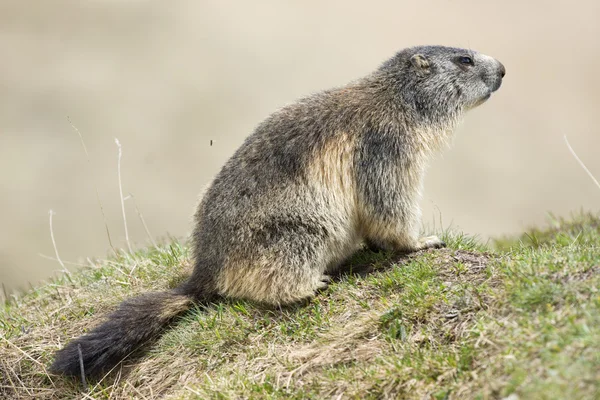 Marmota isolada — Fotografia de Stock