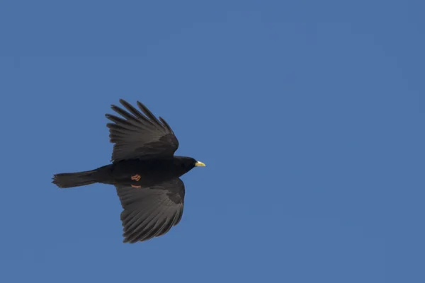 Черная птица во время полета на голубом фоне неба — стоковое фото
