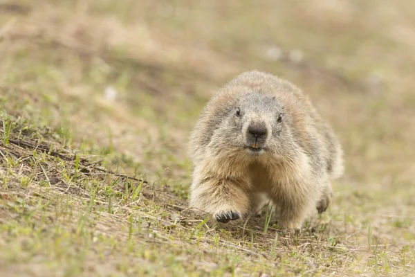 Isolert Marmot – stockfoto