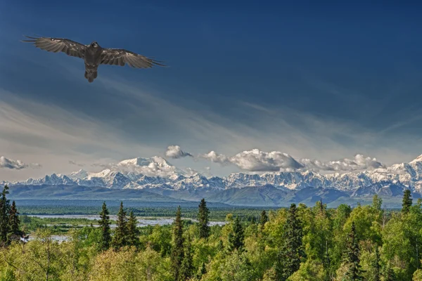 Alaska zemin üzerine İmparator kartal — Stok fotoğraf