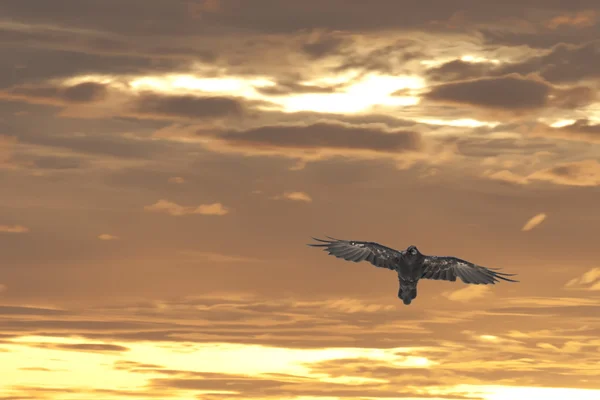 Empereur Aigle sur le fond doré du coucher du soleil — Photo