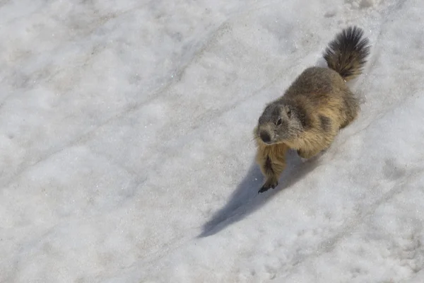Marmotta isolata mentre corre sulla neve — Foto Stock