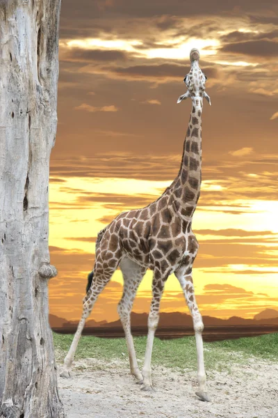 Afzonderlijke giraf op de gouden hemelachtergrond — Stockfoto