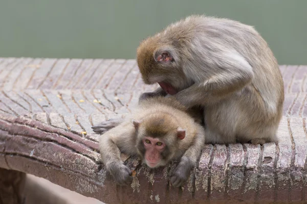 Two monkeys while grooming — Stock Photo, Image