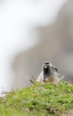 Sana bakmak ederken marmot portre