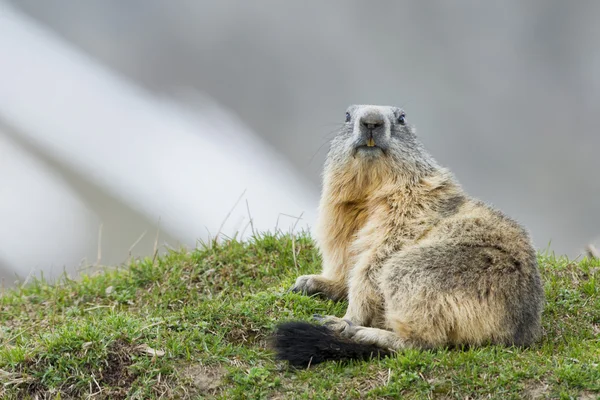 Retrato de marmota enquanto olha para você — Fotografia de Stock
