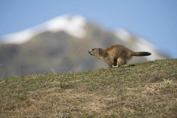 Marmot portret tijdens het hardlopen — Stockfoto
