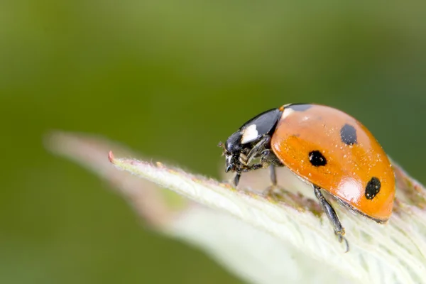 Mariquita macro sobre fondo verde — Foto de Stock