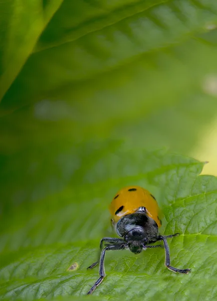 Oranje lieveheersbeestje macro op groene achtergrond — Stockfoto