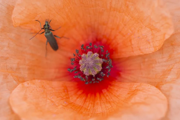 赤いケシ内部の昆虫 — ストック写真