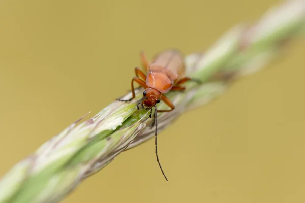 Röd cricket makro medan du tittar på du — Stockfoto