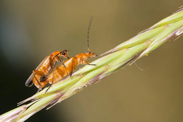 Par cricket att ha sex på en spik — Stockfoto