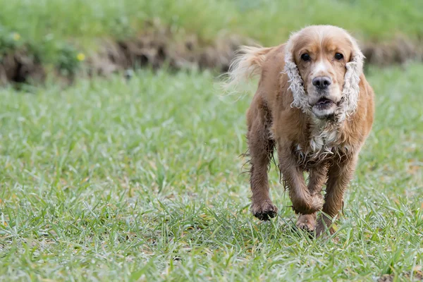 草背景に子犬英語コッカースパニエル — ストック写真