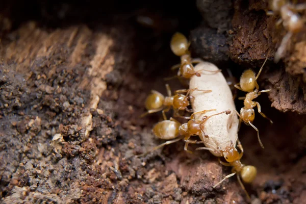 Semut Kuning mempertahankan telur — Stok Foto