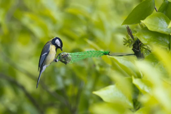 Um pássaro de inclinação azul enquanto come — Fotografia de Stock