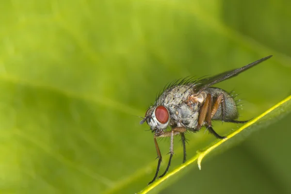 Mosca aislada sobre el fondo verde — Foto de Stock