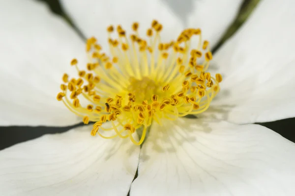 Słupek żółty kwiat makro — Zdjęcie stockowe