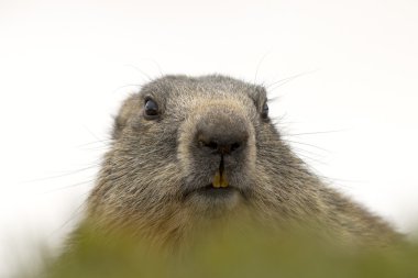 Sana bakmak ederken marmot portre