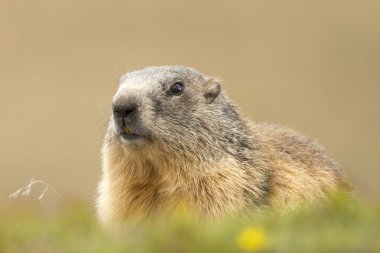Sana bakmak ederken marmot portre