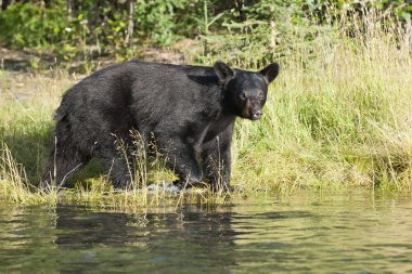 siyah ayı Alaska