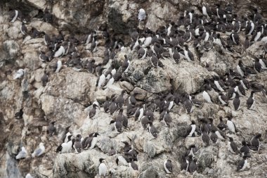 gannet kuşlar bir kayaya asılı