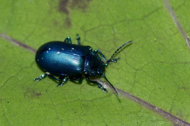 Mavi beetle makro