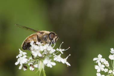Beyaz bir çiçekte arı.