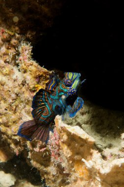 mandalina balık portre