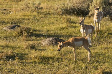 Yellowstone'da antilop Amerikan antilocapra