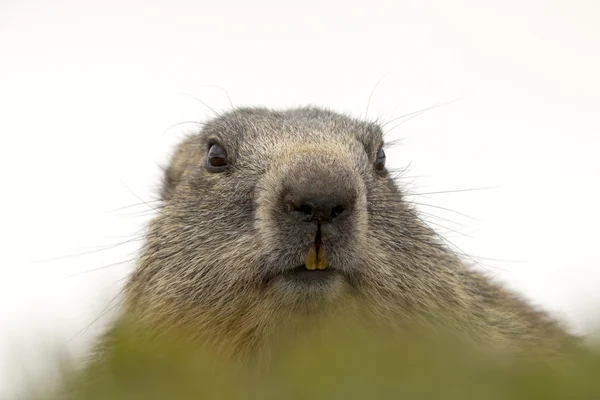 Ritratto di marmotta mentre ti guarda — Foto Stock