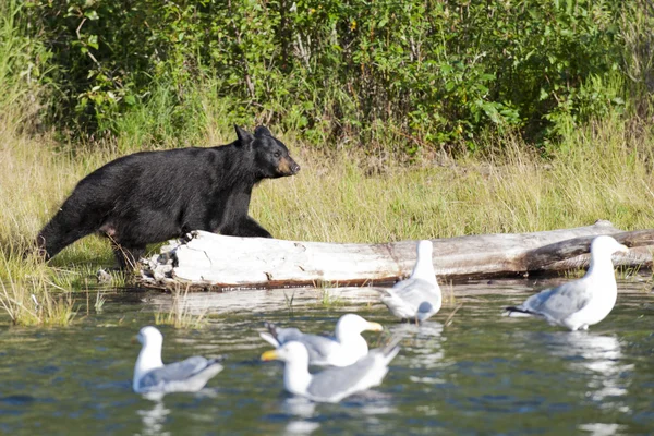 Oso negro en Alaska —  Fotos de Stock