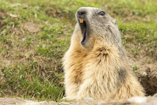 Retrato de marmota enquanto bocejava — Fotografia de Stock