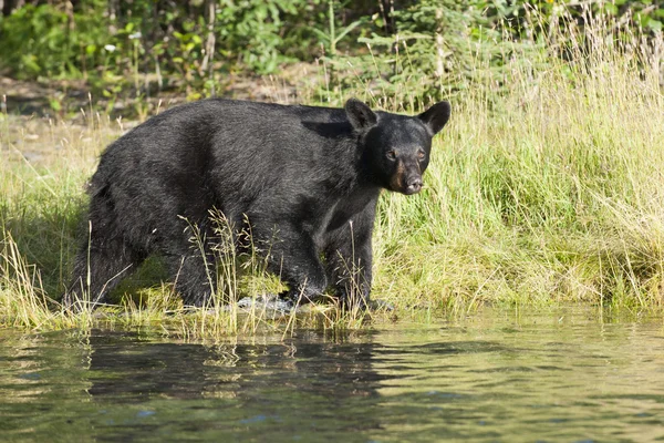 Black bear na Alasce — Zdjęcie stockowe