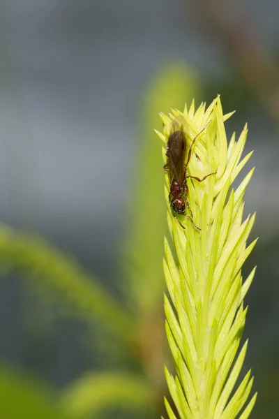 En röd myra hängande på moss makro — Stockfoto