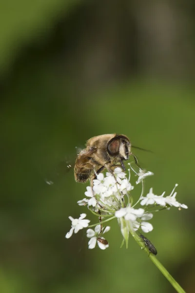 Biene auf einer Blume — Stockfoto