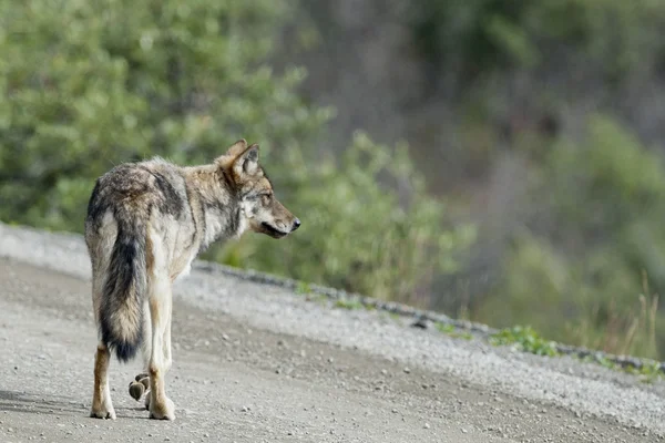 Denali grijze wolf — Stockfoto