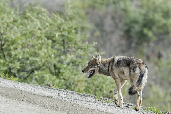 Lobo cinzento denali — Fotografia de Stock