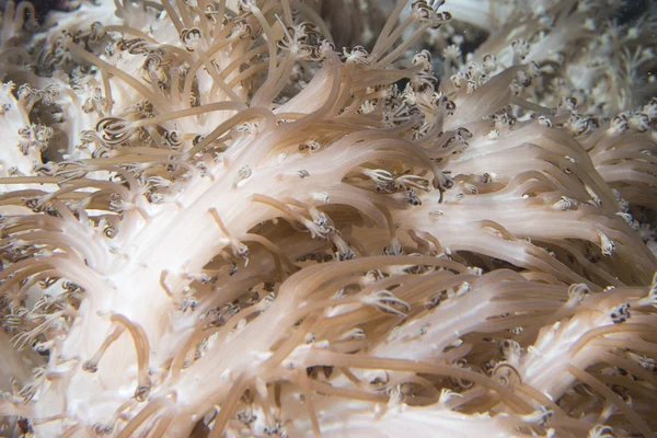 Tentáculos de coral macio — Fotografia de Stock