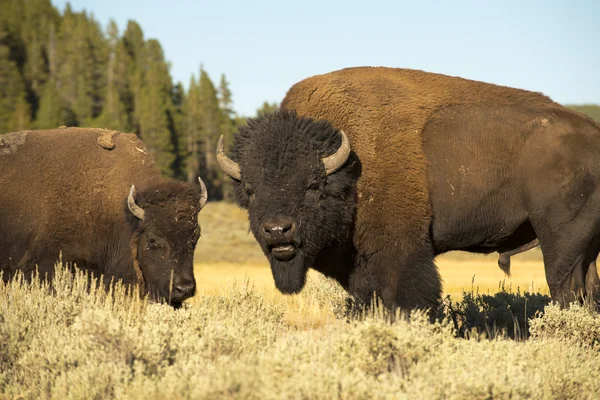 Bawół Bizon w yellowstone — Zdjęcie stockowe