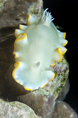 Beyaz omurgasızını