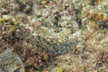 karides sualtı portre