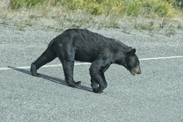 Een zwarte beer kruising de weg — Stockfoto