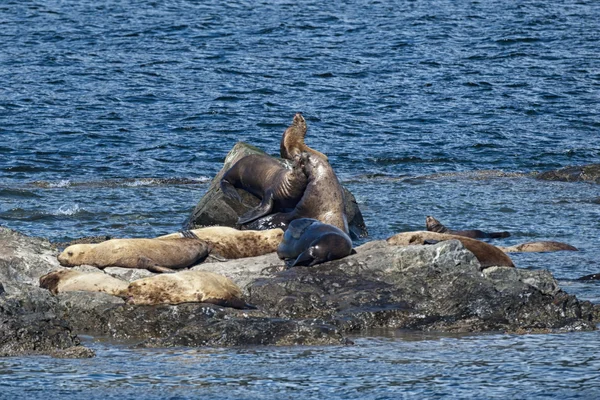 Sea Lions Seal on the rocks — Stock Photo, Image