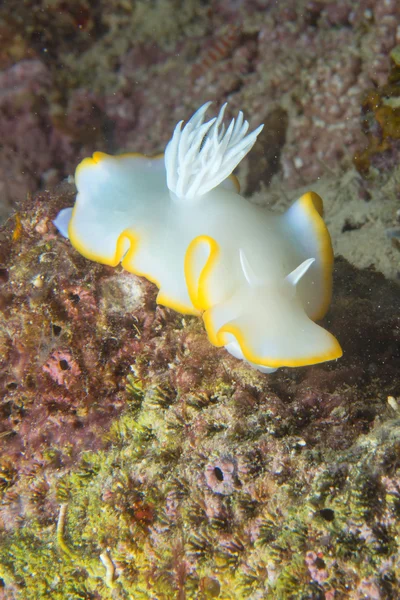 Λευκό nudibranch — Φωτογραφία Αρχείου