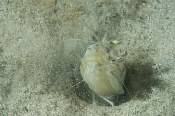 Biały homara podczas polowania — Zdjęcie stockowe